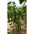 IQF frozen green chilli pepper